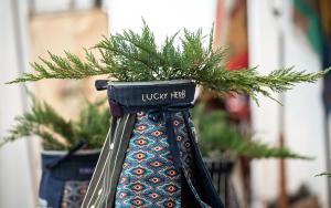 Wendy Morris - plant 'lucky herb'